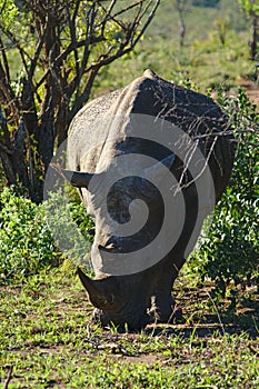 A white rhinoceros Ceratotherium simum in HluhluweÃ¢â¬âiMfolozi Park, South Africa